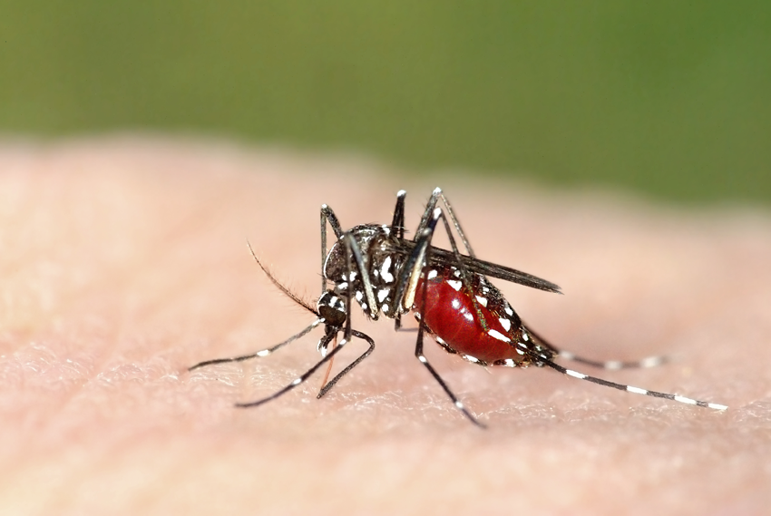 8 шокирующих фактов о комарах, которые нужно знать каждому