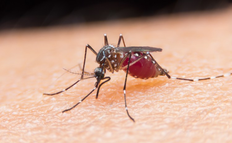 8 шокирующих фактов о комарах, которые нужно знать каждому